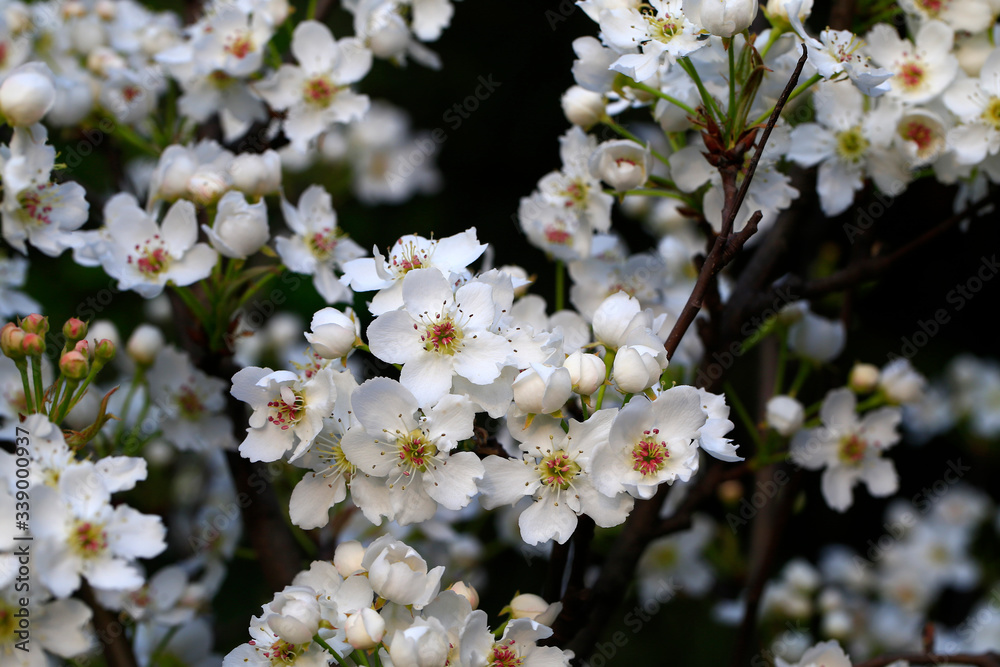 Blooming pear flowers in the garden