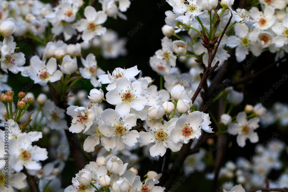 Blooming pear flowers in the garden Blooming pear flowers in the garden