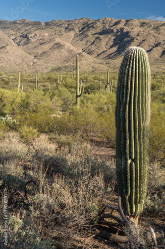 Saguaro cactuses