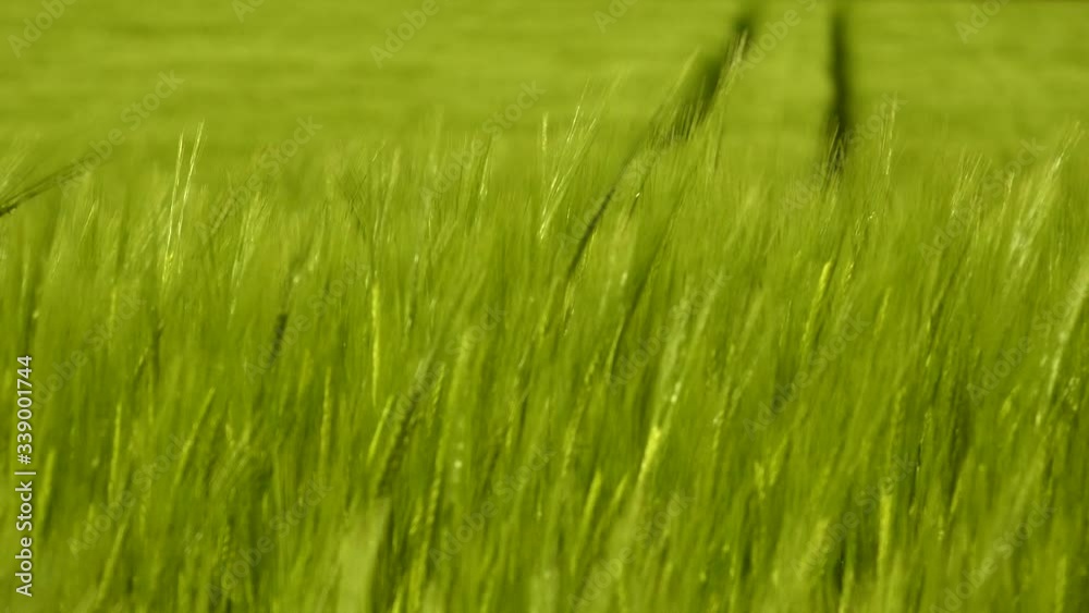 Background of wheat field green blowing in the wind England UK 4K Background of wheat field green blowing in the wind England UK 4K