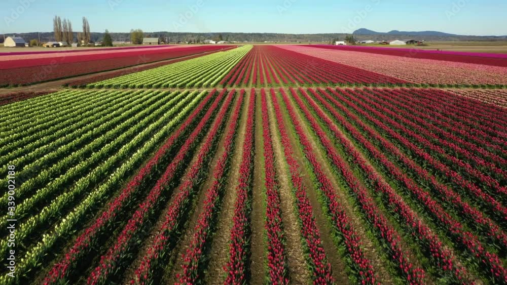 Aerial Drone Video Of the Skagit Valley Tulip Fields in Western Washington State.  