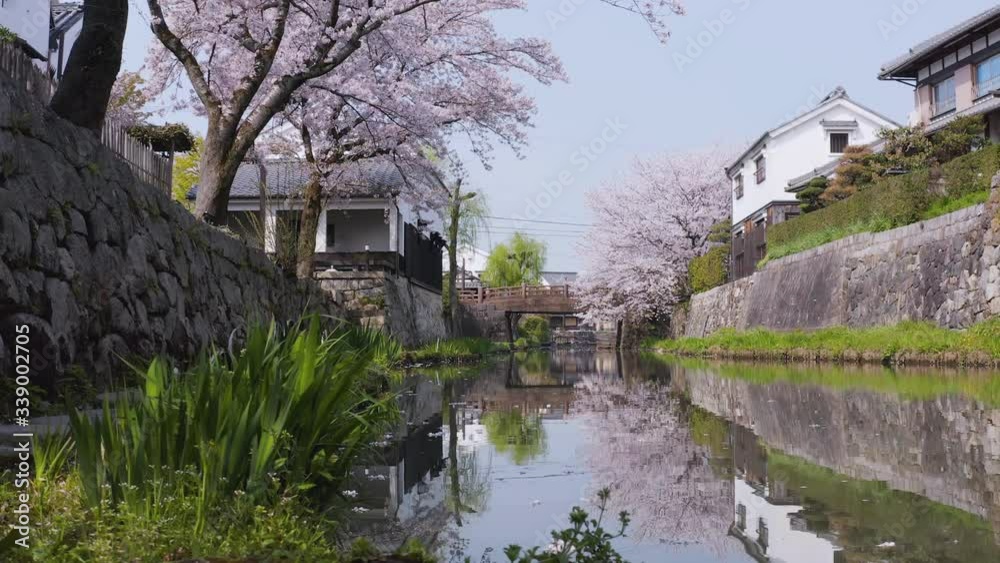 Pan shot over beautiful spring scene at Omihachiman Moat, Shiga, Japan Pan shot over beautiful spring scene at Omihachiman Moat, Shiga, Japan