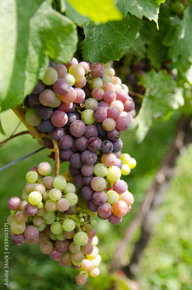 red grapes on vine