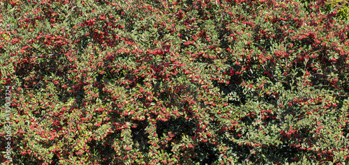 Árvore de aroeira com frutos photo