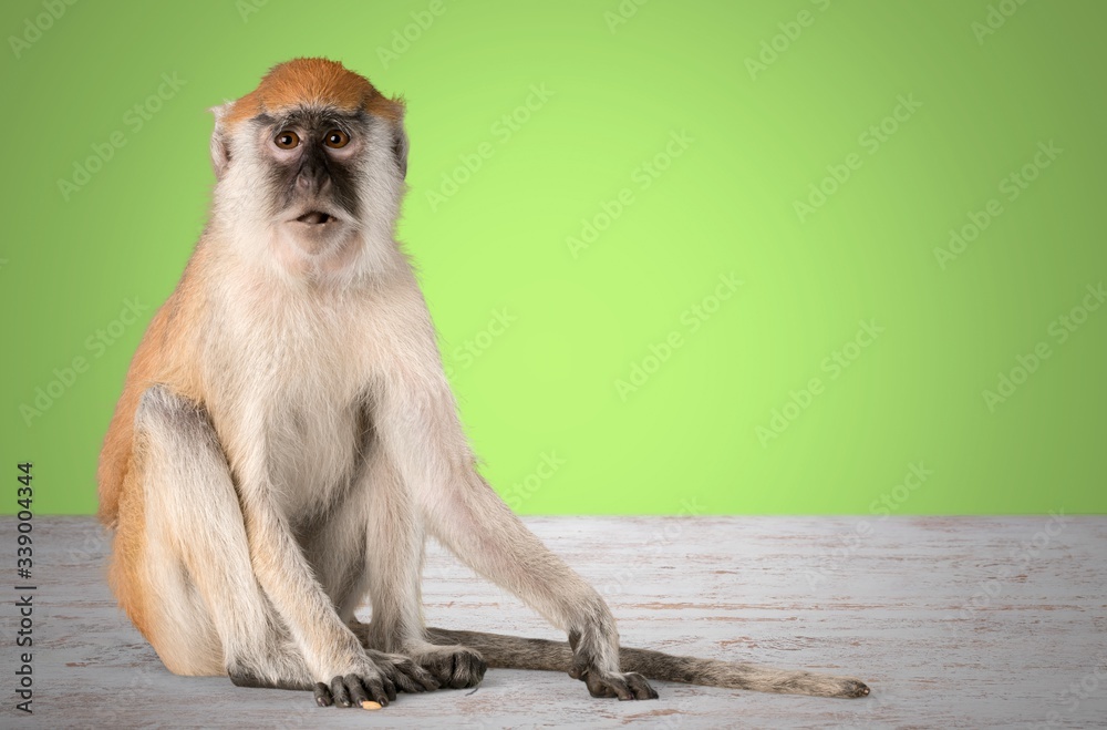 Obraz premium Cute small monkey animal on desk