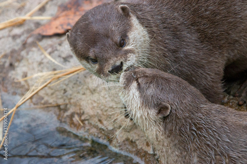 Two  oriental small-clawed otters (Amblonyx cinereus) kiss.
A semiaquatic mammal native to inhabits mangrove swamps and freshwater wetlands in South and Southeast Asia, the smallest otter species.
