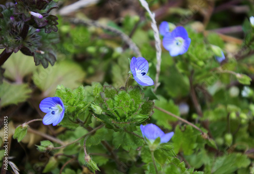 Persian speedwell with tiny flowers in color of cobalt blue..  photo