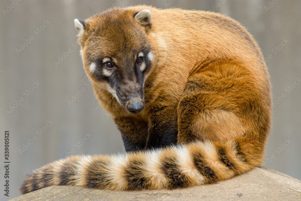 a South American coati (Nasua nasua) sits alone, which is a coati species and a member of the raccoon family (Procyonidae), from tropical and subtropical South America.