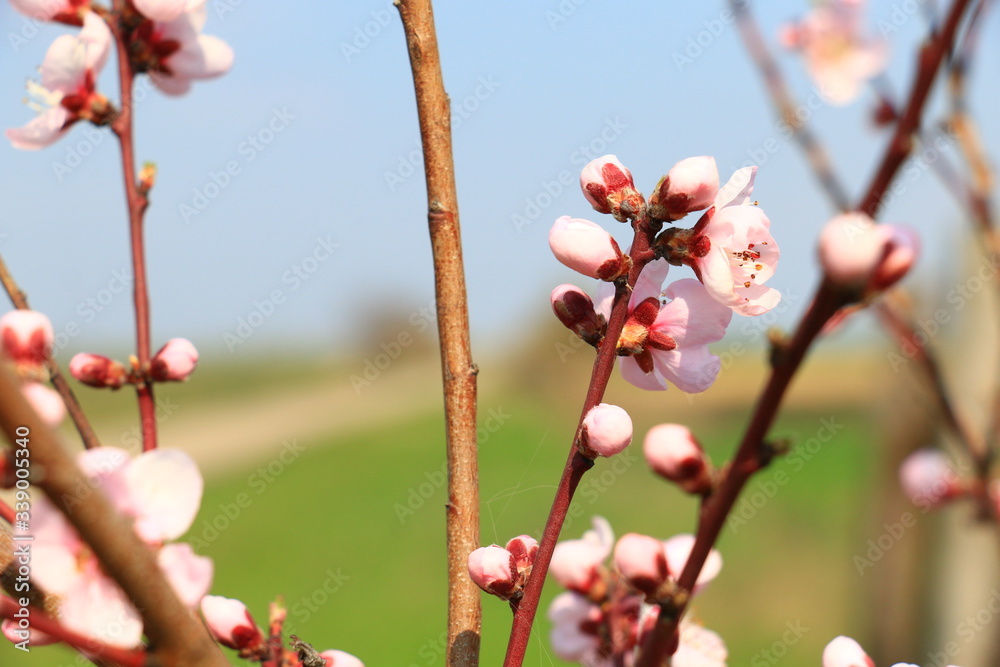 Blossoming peach tree branches, the background blurred Blossoming peach tree branches, the background blurred