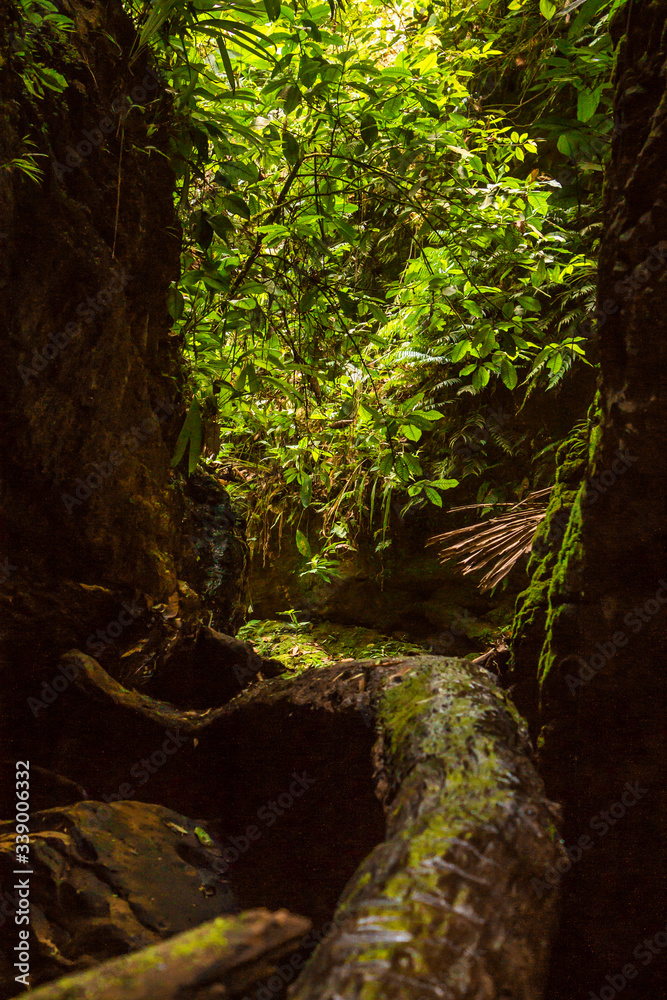 Fototapeta premium Foto en la selva virgen en Contamana, Ucayaly, Perú