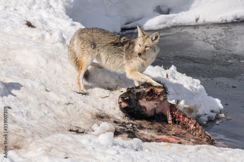 Coyote feeding on a bison carcass. © mtnmichelle
