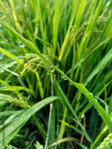 close up dew with natural background
