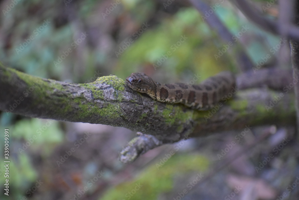 Obraz premium Snake on a tree 