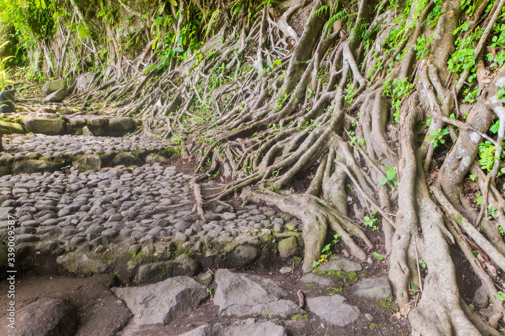 Obraz premium illustrastion photograph of green tree trunk showing very natural perfect for nature tourism business like hotel,homestay,village,travel agency etc