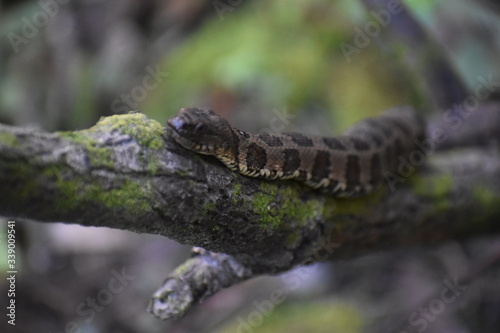 Snake on a tree 