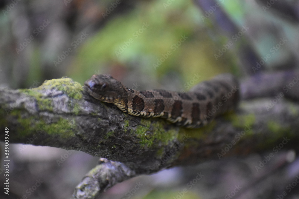 Naklejka premium Snake on a tree 