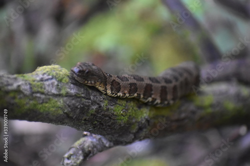 Snake on a tree 