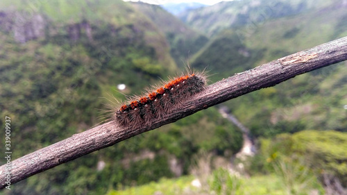 Closeup to an orange lonomia caterpillar over  a wooden branch and sunny valley at background. 