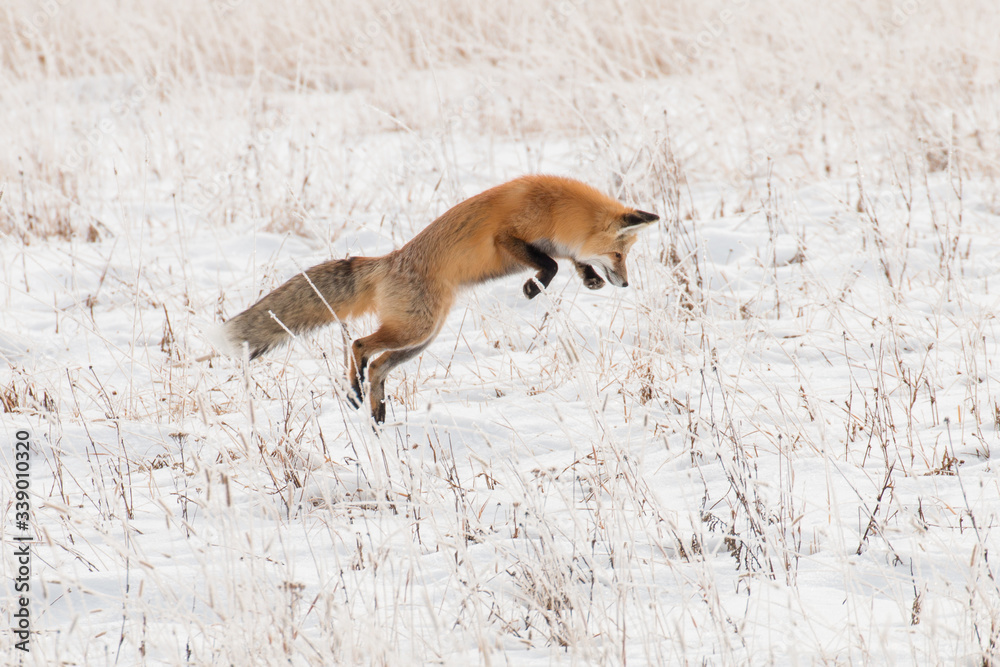 Obraz na plátně Red fox pounce