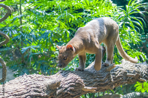 Fototapeta Naklejka Na Ścianę i Meble -  The fossa (Cryptoprocta ferox) is walking on the tree. 
A cat-like,  the largest mammalian carnivore on the island of Madagascar.