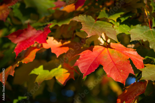 Autumn leaves in the sunshine