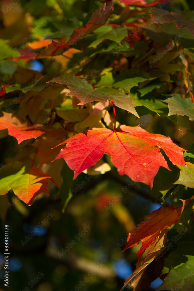 Obraz premium Autumn leaves in the sunshine