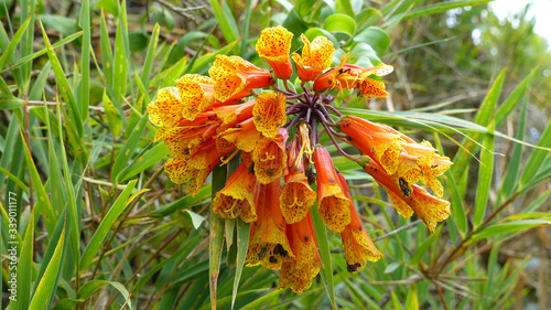 Beautiful orange flower Bomarea in wild nature.  It could be find in Central and South America at Andean region. photo