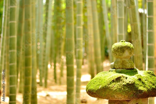 Photographie Close-up Of Moss Covered Stones Against Bamboos