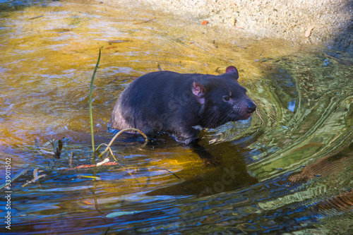 A fierce Tasmanian devil(Sarcophilus harrisii) stands alone.
It was once native to mainland Australia and is now found in the wild only on the island state of Tasmania photo