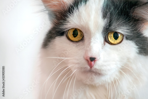 a white cat with yellow eyes looks sadly at the camera close up