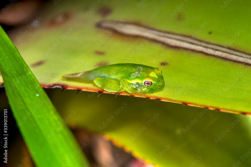 White banded tree frog photographed in Guarapari, in Espirito Santo. Southeast of Brazil. Atlantic Forest Biome. Picture made in 2018. White banded tree frog photographed in Guarapari, in Espirito Santo. Southeast of Brazil. Atlantic Forest Biome. Picture made in 2018.