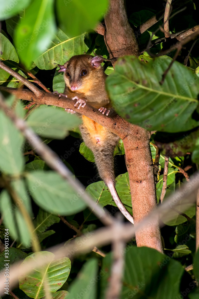 Obraz premium Bare tailed woolly opossum photographed in Guarapari, in Espirito Santo. Southeast of Brazil. Atlantic Forest Biome. Picture made in 2018.