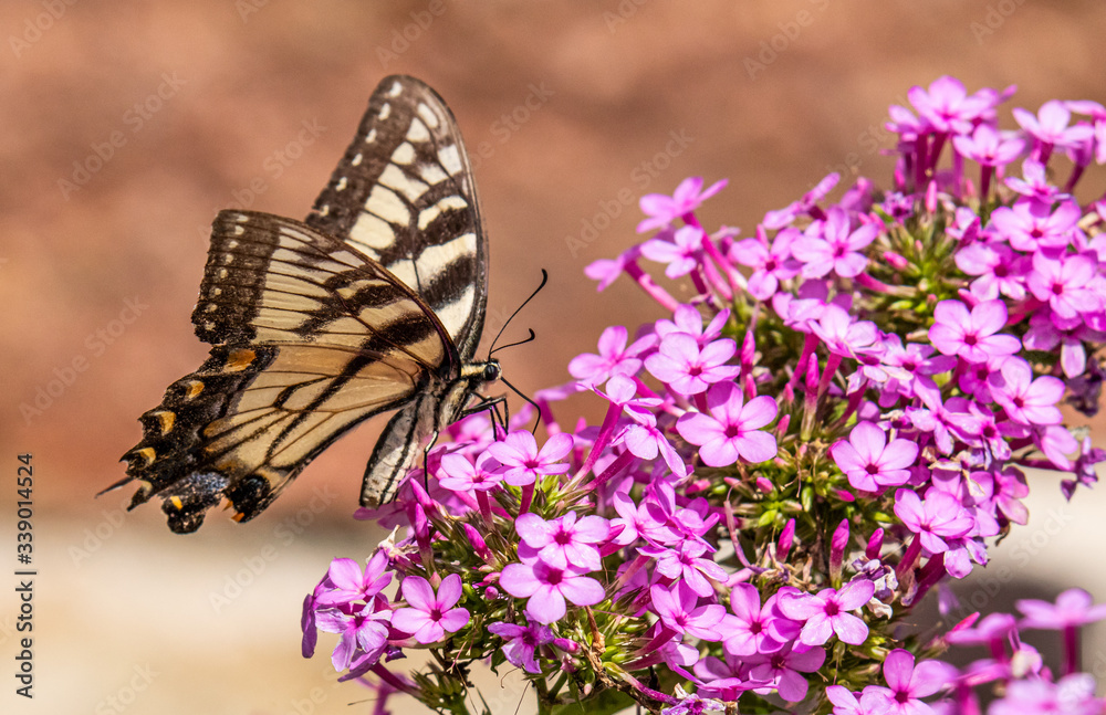 An eastern tiger swallowtail butterfly perched on a bunch of small purple flowers An eastern tiger swallowtail butterfly perched on a bunch of small purple flowers