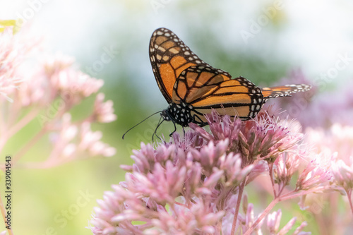 A monarch butterfly feeds on pink flowers in a dreamy meadow