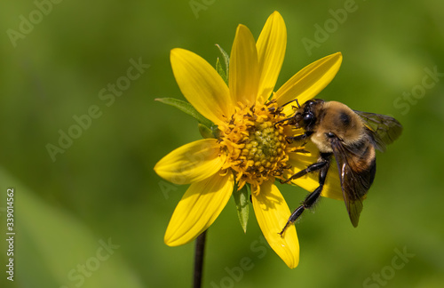 An American Bumblebee feeds on nectar at the heart of a bright yellow flower