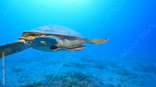 turtle underwater swim bluue waters slow ocean scenery photo