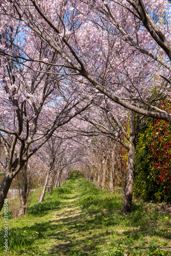 桜の小道