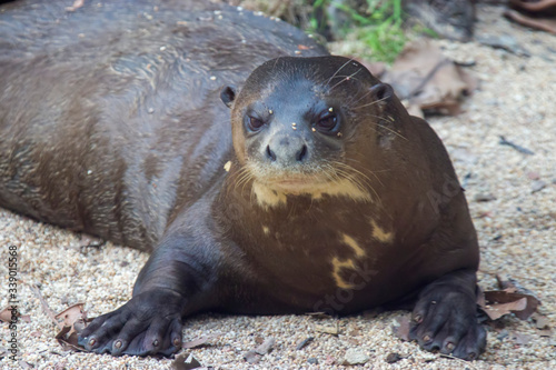 the closeup image of giant otter (Pteronura brasiliensis). A South American carnivorous mammal. It is the longest member of the Mustelidae