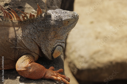 Iguana