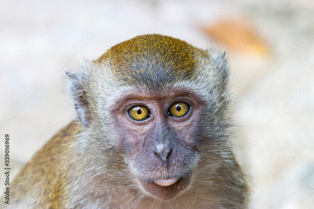 Obraz premium The crab-eating macaque (Macaca fascicularis) in Singapore A cercopithecine primate native to Southeast Asia It has a long history alongside humans, more recently, the subject of medical experiments.