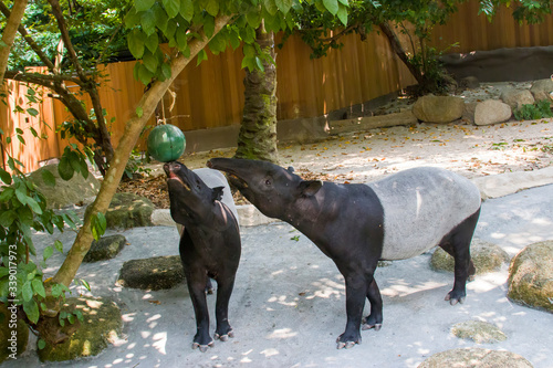 Принти на полотні The Malayan tapir (Tapirus indicus) is taking food from the hanging ball sharp container