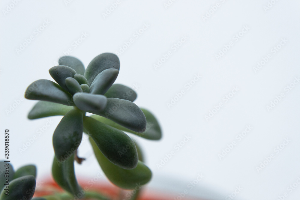 Obraz premium Macro photography to a green succulent plant into an orange flower pot. Interior design and natural concept