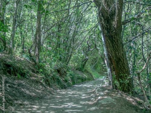 stream in the forest