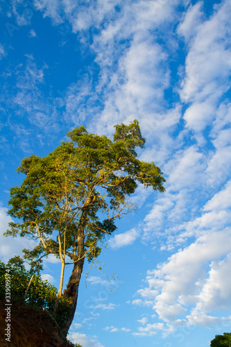 summer sky and clouds landscape with isolated tree in foreground
