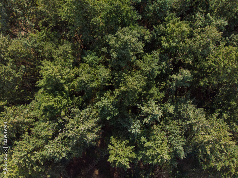 Fototapeta premium Treetop, forest. Shot from above, texture or splash.