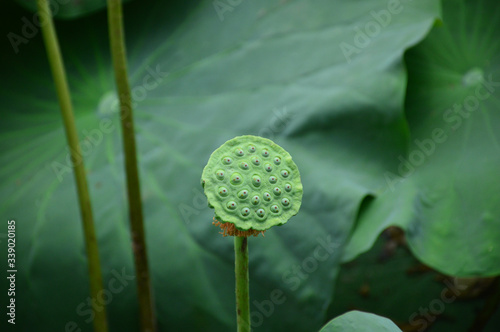 Lotus pod with background of lotus leaves