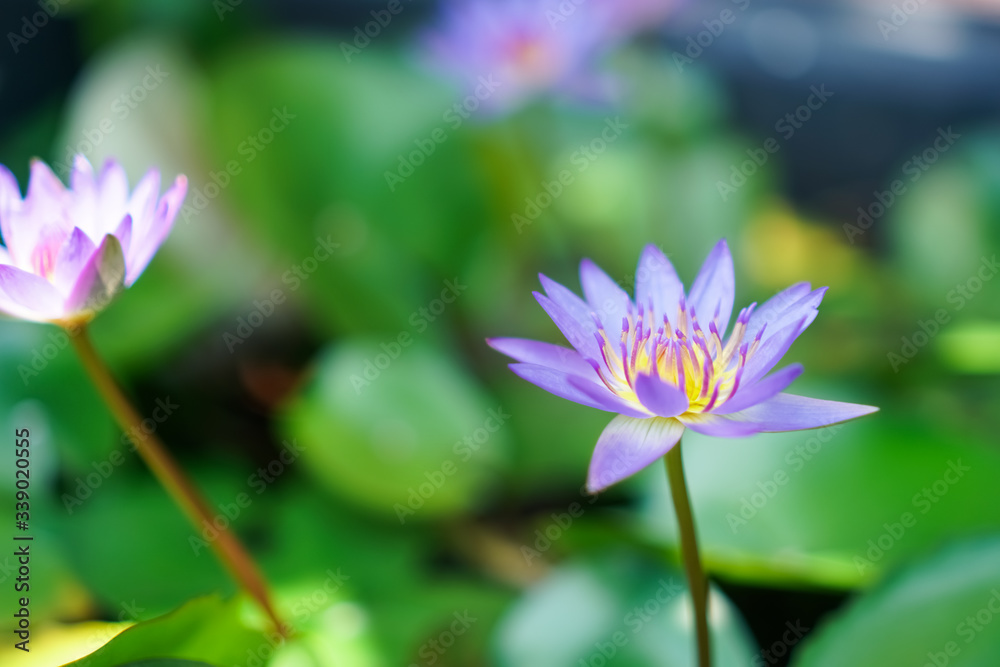 Selective focus of beautiful colorful flowers with summer bokeh background.vintage color style. Selective focus of beautiful colorful flowers with summer bokeh background.vintage color style.