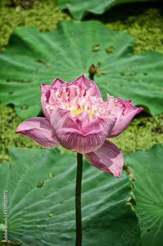 Pink Roseum Plenum Lotus, Double Rose Lotus