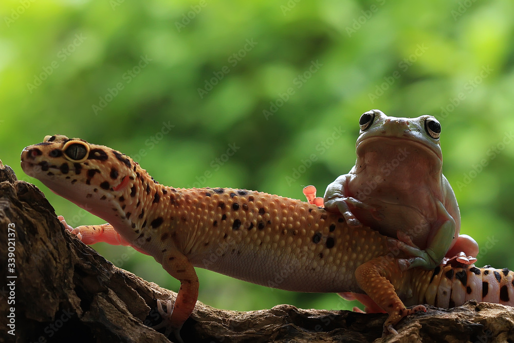 Obraz premium Best Friend