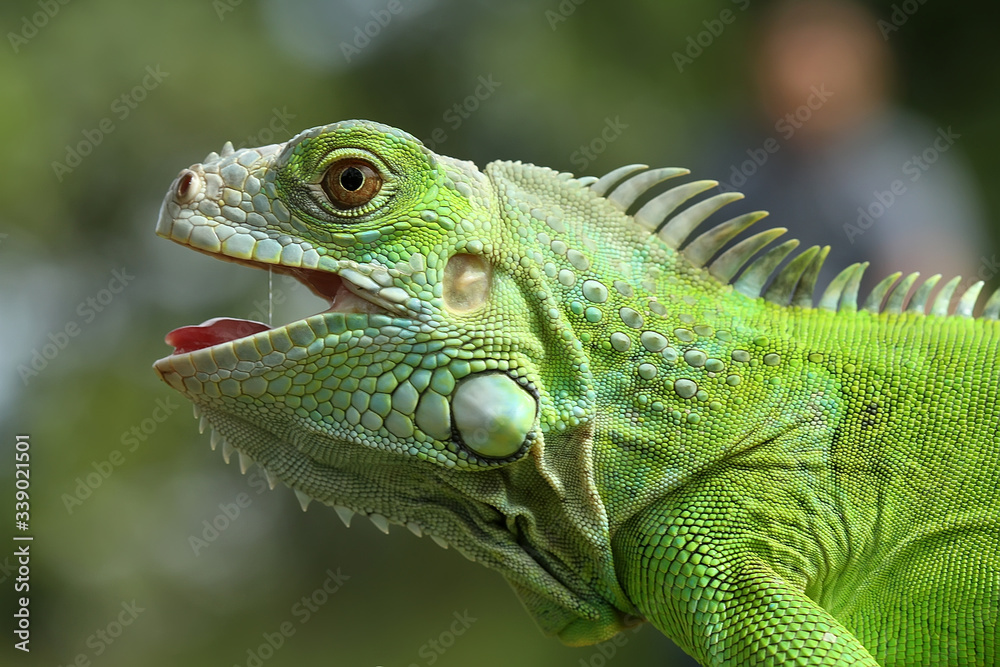 Obraz premium green iguana